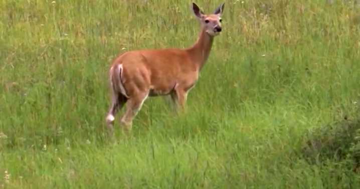 Idaho Fish and Game's new deer rules target chronic wasting disease