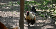 A Vermont animal sanctuary proves that roosters can live peacefully after cockfighting