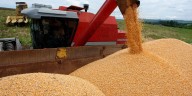 Consumo local, un sostén para los precios del maíz