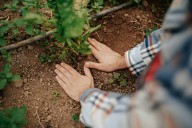 Jalisco supera meta de reforestación 2025