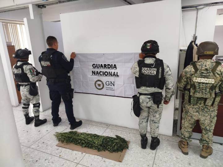 GN localiza y destruye seis plantíos de marihuana, en Chihuahua