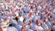 Avian flu found in North Dakota, South Dakota turkeys