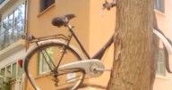 La insólita imagen en Son Gotleu: una bicicleta aparece suspendida en un árbol