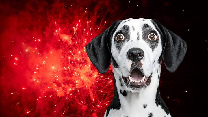 Esta es la mejor forma de cuidar a tu perro de la pirotecnia de las Fiestas patrias 2025