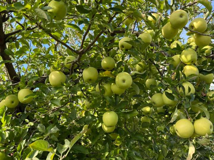 Late April frost could challenge apple pickers in Virginia this fall