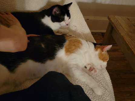 Bonded female cats would be 'great addition to any family'