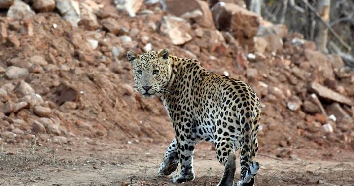 Leopard on the loose in Lucknow Cantonment; residents urged to stay vigilant