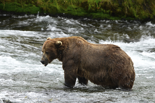 What to know about Fat Bear Week, a competition to be the chonkiest brown bear