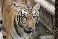 Cuidador de animales de Oklahoma muere al ser atacado por un tigre durante actuación