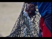 Establecen nuevas vedas de pesca en México: estas son las especies protegidas