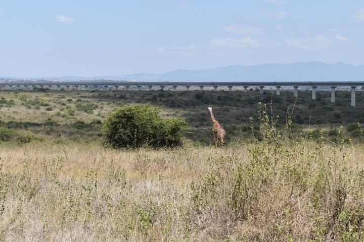 Ver leones o búfalos desde el Uber: excursiones al Parque Nacional de Nairobi por 194 dólares