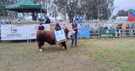 Expo Rural de Choele Choel: el broche de oro lo pusieron las ventas de bovinos de calidad superior