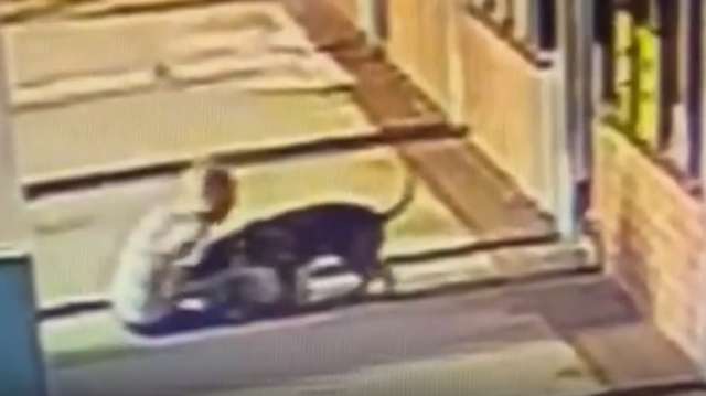 Woman bites pit bull to save her dog during attack in Orlando