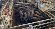 Cattle demand surges at CTLX, Carcoar, store cattle sale