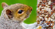 Exactly how gardeners can stop squirrels eating their bird food