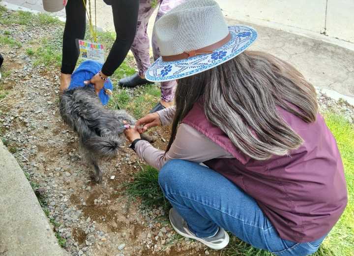 Hidalgo redobla esfuerzos para proteger a la población y a sus animales de compañía
