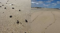 Why are spotted lanternflies washing up along New Jersey beaches?