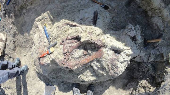 Scientists discover new dinosaur in Argentina with crocodile bone in mouth