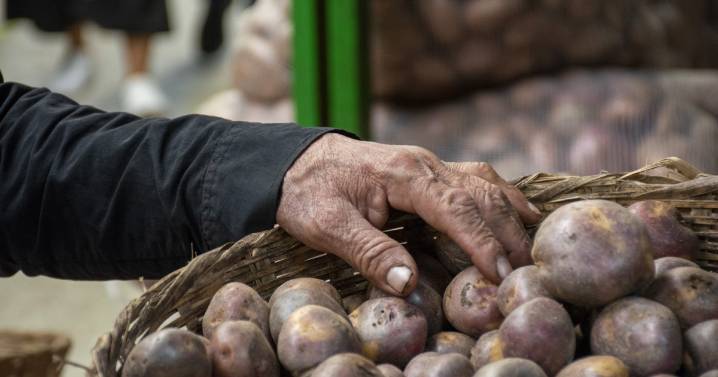 El tercer alimento más consumido en el mundo está siendo mejorado en Colombia: ya van 22 variedades