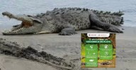 Alerta en Puerto Escondido por cocodrilos: ¿turistas y habitantes en riesgo?