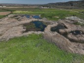 La biodiversidad vuelve a abrirse paso en la laguna de Soto-Gutiérrez, la pequeña Doñana madrileña