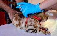 Más de 500 servicios gratuitos para mascotas en Labor de Terrazas