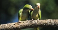 Loros y cotorras, una amenaza para los productores: piden información sobre su población en Neuquén
