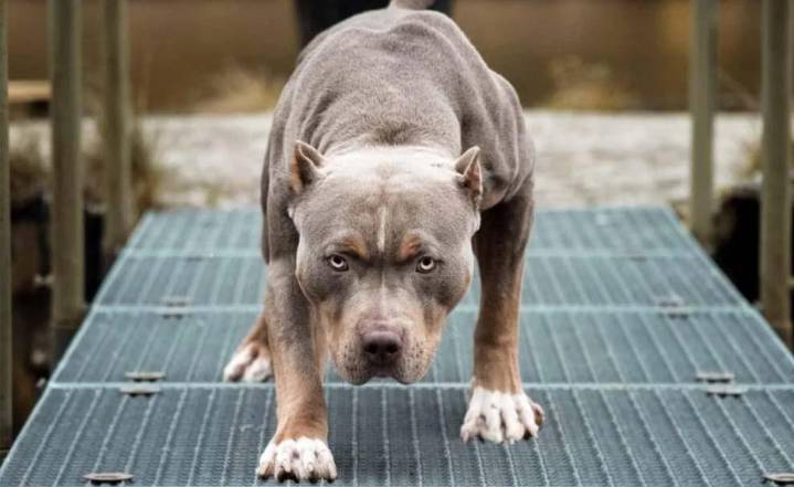 San Lorenzo Chico: Proteccionista denuncia en redes el traslado sospechoso de pitbulls atados
