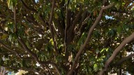 Rope found hanging from tree outside Black history museum in Atlanta; Workers say ‘inference is there’