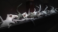 Una 'performance' en Son Corró sobre los Bous de Costitx pondrá fin a la exposición de Bernardí Roig este jueves