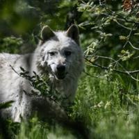 Wolf attack in Greece prompts calls for hunting rights