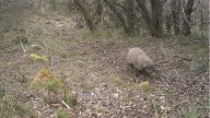 Este es el sorprendente animal que han detectado por primera vez en Aragón