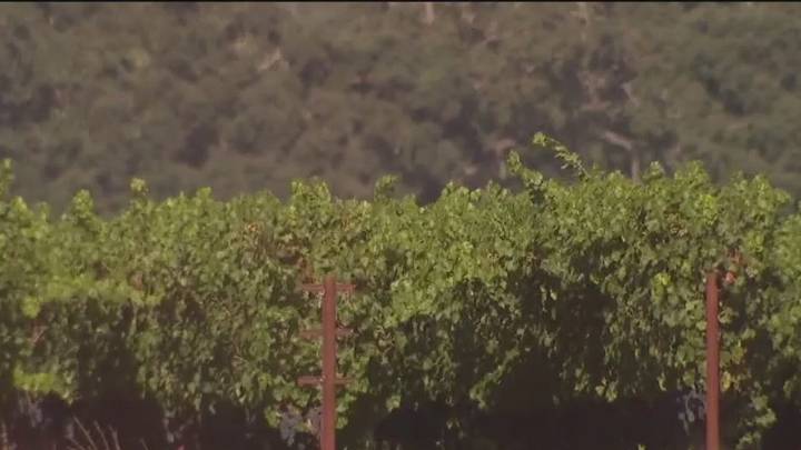 Vintner's choice: rip up the vineyard or let grapes die on the vine?