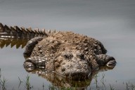 Teen Girl, 15, Dead in Crocodile Attack After Reptile Dragged Her into a River