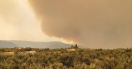 Commissioners: forests should be actively managed, not treated as wilderness