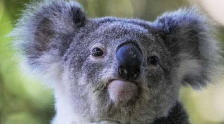 Australia aprueba la primera vacuna del mundo para proteger a los koalas de la clamidia