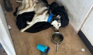 Causa para arresto contra mujer que abandonó perro durante semanas en un apartamento