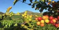 Cosecha cafetera en el Quindío promete dinamizar la economía con empleo, seguridad rural y tradición cultural