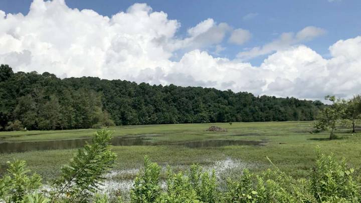 Brickbat: Out of the Woods