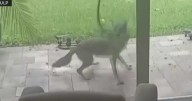 Video shows coyote-iguana encounter in South Florida neighborhood.