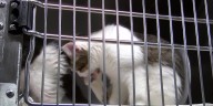 Multi-state rescue that aims to stop pet homelessness stops in southern Arizona