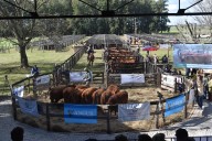 Remate. La emblemática cabaña del grupo Ledesma subastó toros y vaquillonas