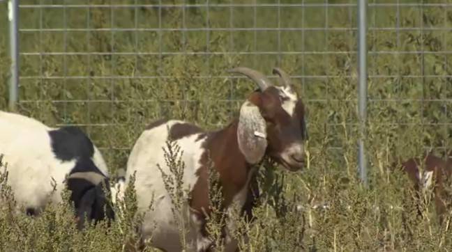 Utah home builder uses goats as natural landscaper