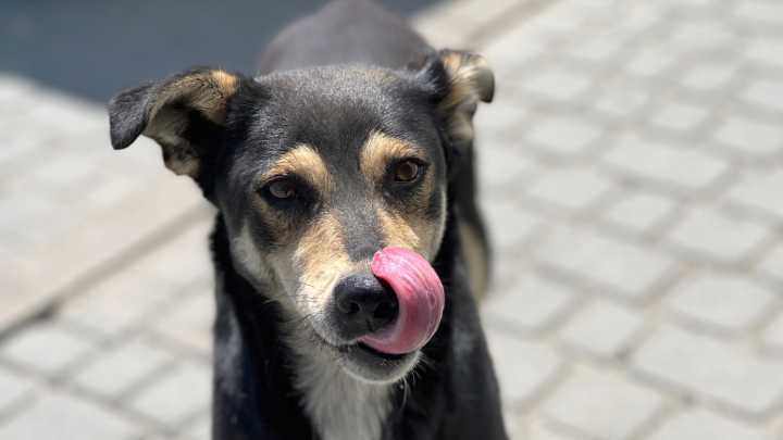 Día del perro adoptado: el 57% de los chilenos tiene un mestizo