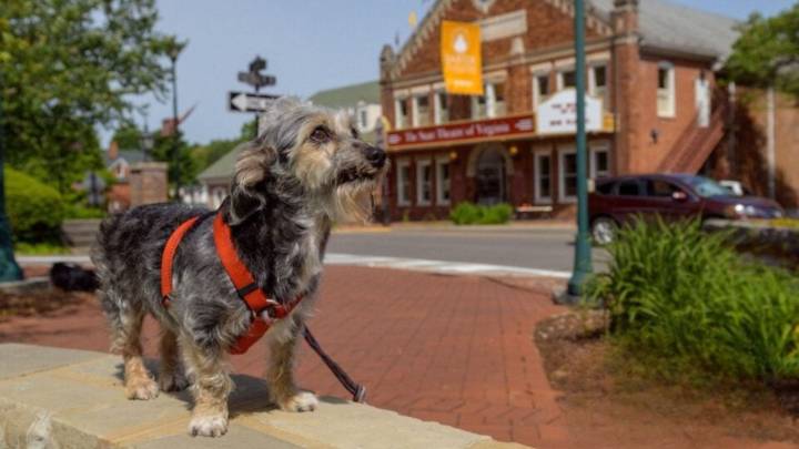 Virginia Couple Saves Senior Dog, Then A Theatre Director Turns Him Into A Superstar