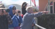 Pacifica whale watching group excited as humpback whales continue to visit area