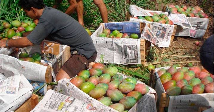 Agricultores de mango malagueños critican que cobran 80 céntimos por kilo y el consumidor paga entre cuatro y seis euros
