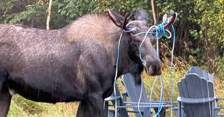 Mad Moose Month begins with rutting moose across Alaska