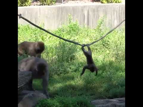 Baby monkey shows off adorable exercise routine at Milwaukee County Zoo