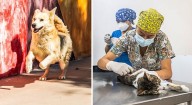 Mineral de la Reforma: Hospital con Garra refuerza el bienestar animal con atención médica y adopciones